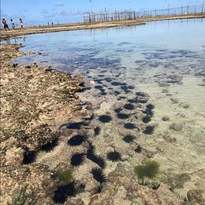 Meet your Posher, Anachris